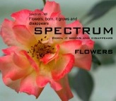 Libro Flowers, born, it grows and disappears, autor M 6 Libro Flowers, born, it grows and disappears, autor M 6