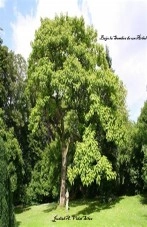 Libro Bajo la Sombra de un Árbol, autor Judith Auxiliadora Vidal Silva Libro Bajo la Sombra de un Árbol, autor Judith Auxiliadora Vidal Silva